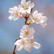 ヒメ日記 2025/04/28 20:15 投稿 松田　みさこ しこたま奥様 札幌店