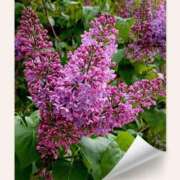 ヒメ日記 2025/05/16 12:05 投稿 松田　みさこ しこたま奥様 札幌店