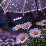 ヒメ日記 2025/07/27 09:42 投稿 松田　みさこ しこたま奥様 札幌店