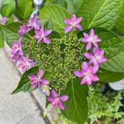 ヒメ日記 2025/05/24 10:57 投稿 うらら 小岩人妻花壇