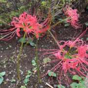 ヒメ日記 2025/09/13 16:32 投稿 うらら 小岩人妻花壇