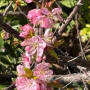 ヒメ日記 2026/03/11 13:43 投稿 うらら 小岩人妻花壇