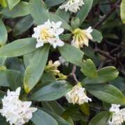 ヒメ日記 2026/03/13 15:54 投稿 うらら 小岩人妻花壇