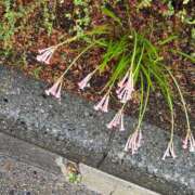 ヒメ日記 2026/03/14 14:12 投稿 うらら 小岩人妻花壇