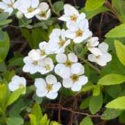 ヒメ日記 2026/03/16 14:16 投稿 うらら 小岩人妻花壇