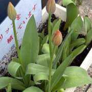 ヒメ日記 2026/04/02 14:01 投稿 うらら 小岩人妻花壇