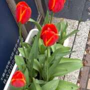 ヒメ日記 2026/04/07 14:08 投稿 うらら 小岩人妻花壇