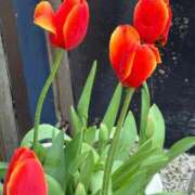 ヒメ日記 2026/04/10 18:05 投稿 うらら 小岩人妻花壇