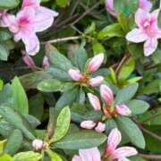 ヒメ日記 2026/04/11 12:12 投稿 うらら 小岩人妻花壇