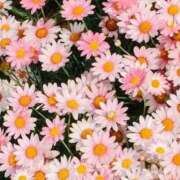 ルル 【退勤】 ラブコレクション