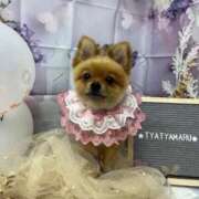 ヒメ日記 2025/11/04 15:27 投稿 ひまわり ピンクコレクション大阪キタ店