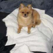 ヒメ日記 2025/11/25 18:09 投稿 ひまわり ピンクコレクション大阪キタ店