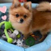 ヒメ日記 2025/12/13 15:19 投稿 ひまわり ピンクコレクション大阪キタ店