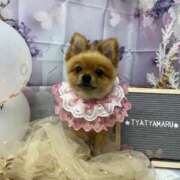 ヒメ日記 2025/11/04 15:26 投稿 ひまわり ピンクコレクション大阪