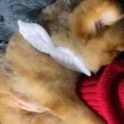 ヒメ日記 2025/11/06 13:41 投稿 ひまわり ピンクコレクション大阪