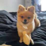 ヒメ日記 2025/11/08 15:21 投稿 ひまわり ピンクコレクション大阪