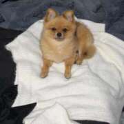 ヒメ日記 2025/11/25 18:21 投稿 ひまわり ピンクコレクション大阪