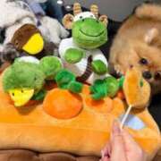 ヒメ日記 2025/12/20 11:01 投稿 ひまわり ピンクコレクション大阪