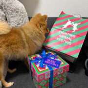 ヒメ日記 2025/12/22 19:28 投稿 ひまわり ピンクコレクション大阪