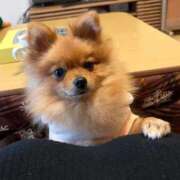 ヒメ日記 2026/01/20 18:21 投稿 ひまわり ピンクコレクション大阪