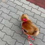 ヒメ日記 2026/02/05 17:21 投稿 ひまわり ピンクコレクション大阪