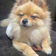 ヒメ日記 2026/02/19 19:21 投稿 ひまわり ピンクコレクション大阪