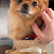 ヒメ日記 2026/02/20 21:11 投稿 ひまわり ピンクコレクション大阪