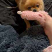 ひまわり 掴んだら離さないぜっ⭐️ ピンクコレクション大阪