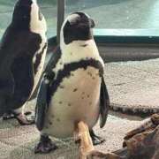 ヒメ日記 2026/03/11 17:21 投稿 ひまわり ピンクコレクション大阪