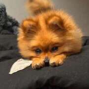 ヒメ日記 2026/04/07 17:38 投稿 ひまわり ピンクコレクション大阪