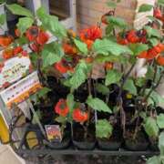 ヒメ日記 2025/10/28 13:36 投稿 ちづる ぷるるんマダム 難波店