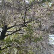 ヒメ日記 2025/05/09 14:44 投稿 さら 札幌ススキノちゃんこ