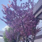 ヒメ日記 2025/05/19 13:04 投稿 さら 札幌ススキノちゃんこ