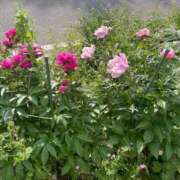 ヒメ日記 2025/06/11 21:24 投稿 さら 札幌ススキノちゃんこ