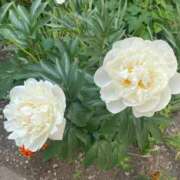 ヒメ日記 2025/06/12 13:44 投稿 さら 札幌ススキノちゃんこ