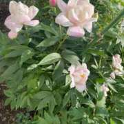 ヒメ日記 2025/06/12 21:34 投稿 さら 札幌ススキノちゃんこ