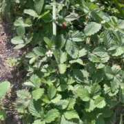 ヒメ日記 2025/06/20 16:04 投稿 さら 札幌ススキノちゃんこ