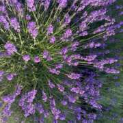 ヒメ日記 2025/06/29 17:54 投稿 さら 札幌ススキノちゃんこ