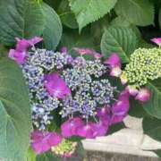 ヒメ日記 2025/07/08 19:29 投稿 さら 札幌ススキノちゃんこ