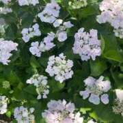 ヒメ日記 2025/07/13 12:54 投稿 さら 札幌ススキノちゃんこ