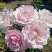 ヒメ日記 2025/07/14 13:24 投稿 さら 札幌ススキノちゃんこ