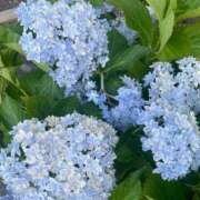 ヒメ日記 2025/07/15 00:24 投稿 さら 札幌ススキノちゃんこ