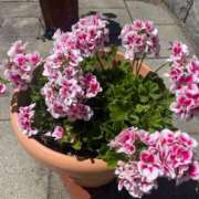 ヒメ日記 2025/07/23 04:04 投稿 さら 札幌ススキノちゃんこ