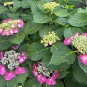 ヒメ日記 2025/07/23 13:33 投稿 さら 札幌ススキノちゃんこ