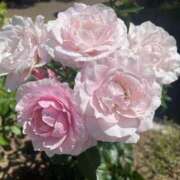 ヒメ日記 2025/08/11 19:24 投稿 さら 札幌ススキノちゃんこ