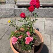 ヒメ日記 2025/08/14 11:54 投稿 さら 札幌ススキノちゃんこ