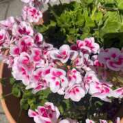 ヒメ日記 2025/08/20 14:54 投稿 さら 札幌ススキノちゃんこ