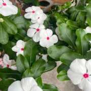 ヒメ日記 2025/09/02 11:34 投稿 さら 札幌ススキノちゃんこ