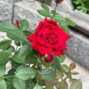 ヒメ日記 2025/09/06 13:04 投稿 さら 札幌ススキノちゃんこ