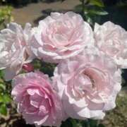 ヒメ日記 2025/09/16 23:54 投稿 さら 札幌ススキノちゃんこ